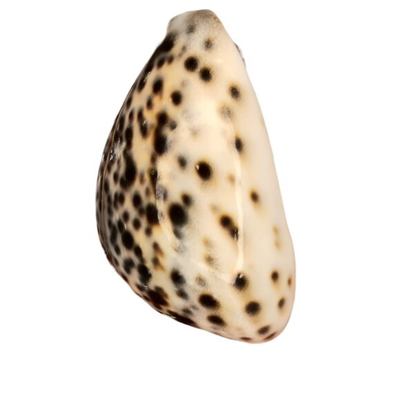 Cypraea Tigris Cowrie Shell 3"x 2" Beach Crafts Cottage Ocean Decor Sea Shell - Picture 3 of 11
